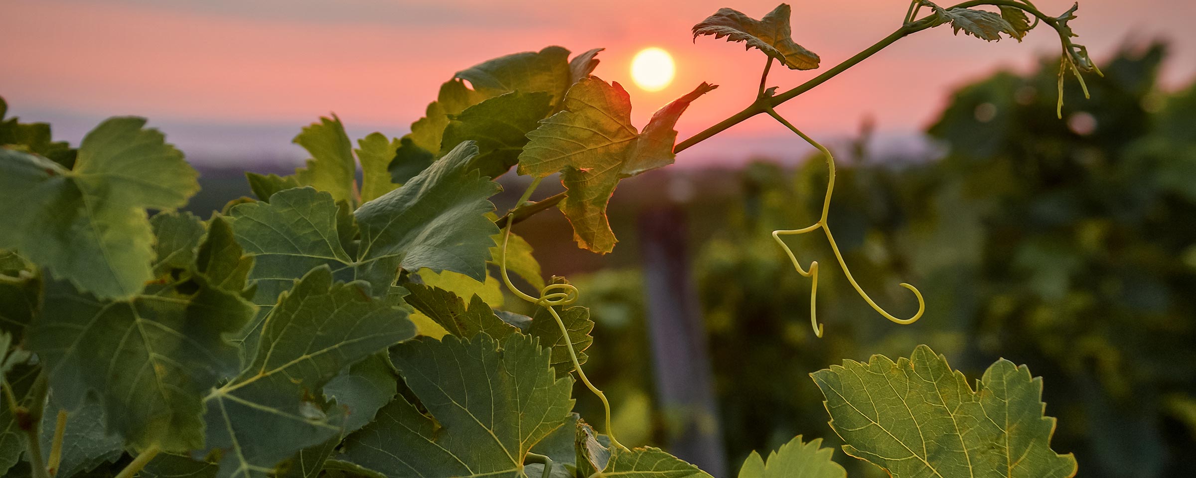 bioweingut weiss beate und erik gols neusiedlersee